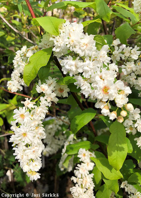 Prunus padus 'Venla', tuomi